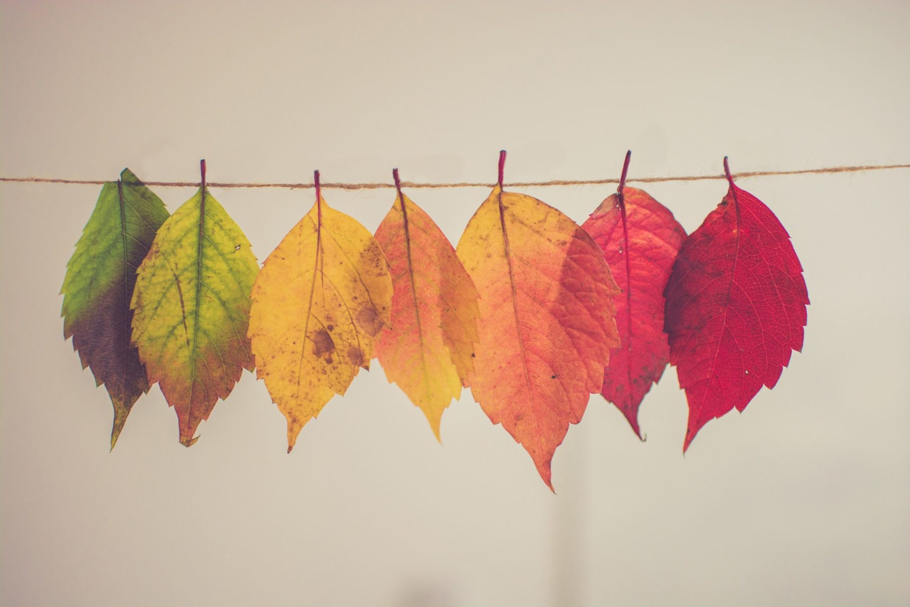 Leaves hung on a string from green to red